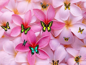 butterfly-flying-on-the-morning-flowers-pics