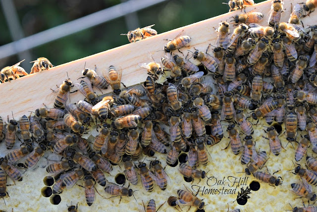 A frame of bees.