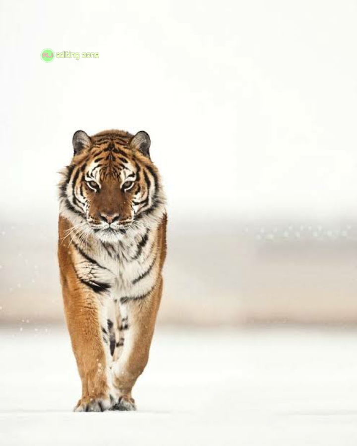 Natural Green Photo Editing Background with Tiger | Tiger Photo Editing Background 2021