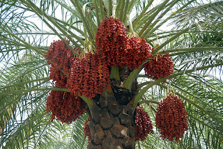 Manfaat Buah Kurma Untuk Kesehatan Tubuh Kita