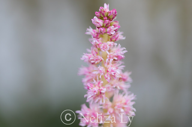 astilbe