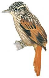 Rufous-tailed Xenops