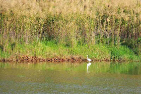 white egret,bird,Kin Dam, pampas grass