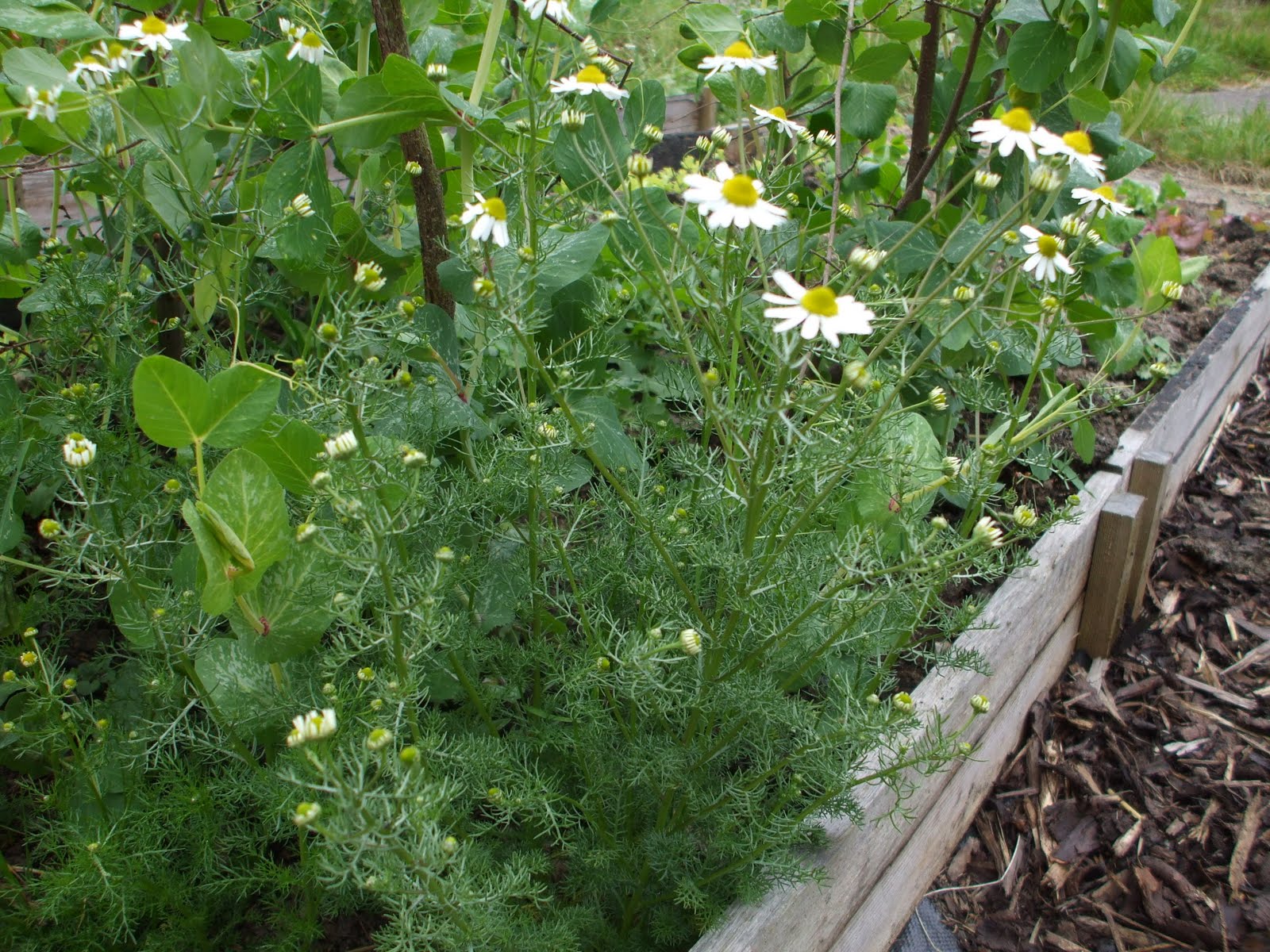 Image of Chamomile companion plant for beans