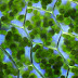 Mitochondria-Plastid-Chloroplast | Notes-by-UK-Sir | Cell-Bio-10