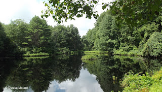 Roosevelt Forest pond with the moving island in the middle - Stratford, CT