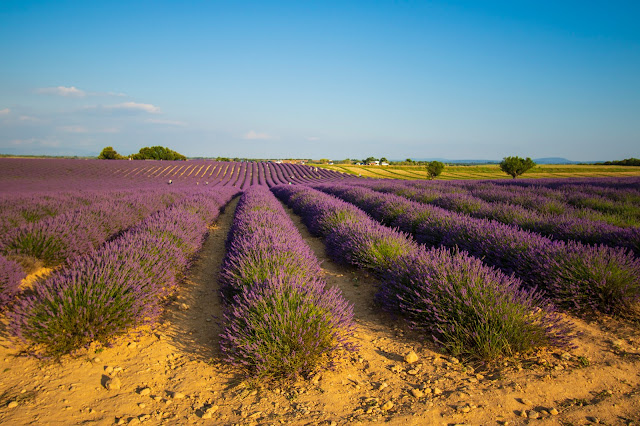 Valensole-Campi di lavanda