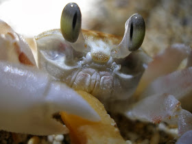Funny animals of the week - 14 February 2014 (40 pics), close up photo of crab