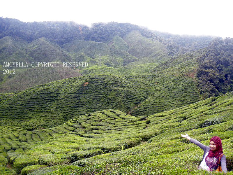 AMOYELLA ASSON: LADANG TEH CAMERON HIGHLANDS