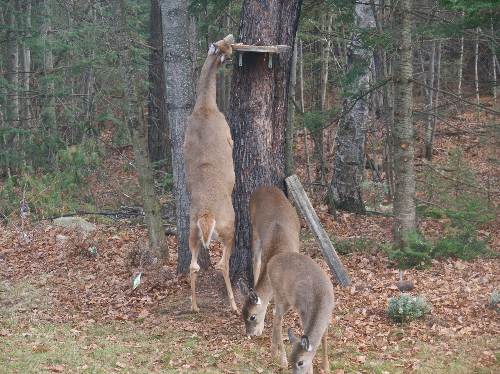 Image of Boardroom Squirrel Feeders Plans