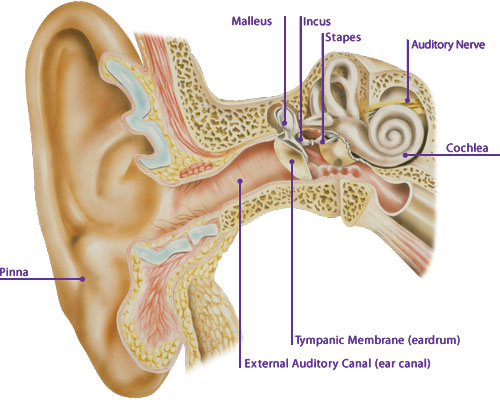 Tips Membersihkan Cerumen Pada Lubang Telinga [ www.BlogApaAja.com ]