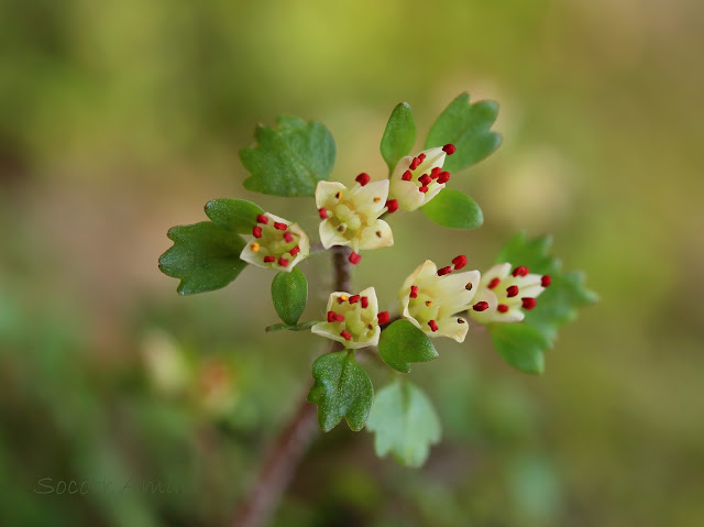 Chrysosplenium album