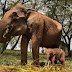 Diberi Nama Yongki, Gajah Taman Nasional Way Kambas Lampung Timur Lahirkan Gajah Jantan dari Induk Suli