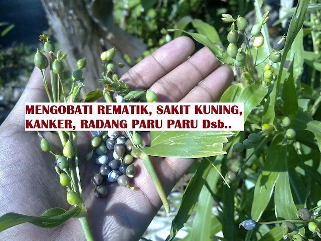  daun jali mengandung alkaloid serta akarnya mengandung asam palmitat WAJIB BACA !!!! TOLONG SAMPAIKAN JIKA ADA ORANG YANG MENGIDAP PENYAKIT KUNING, REMATIK, KANKER LAMBUNG-PARU, DAN RADANG PARU