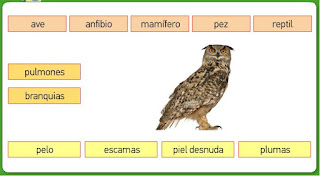 http://www.primerodecarlos.com/TERCERO_PRIMARIA/octubre/Unidad3/actividades/cono/animales/caracteristicas_animales.swf