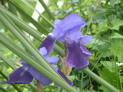 Iris flowers next to yucca leaves