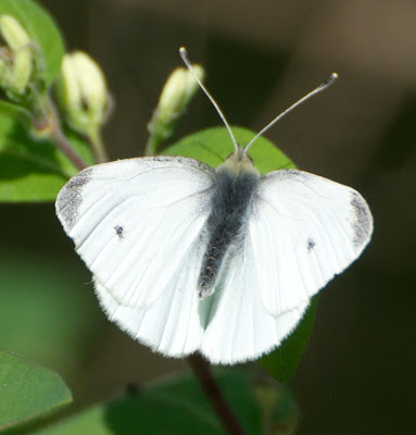 Cabbage White (Pieris rapae)