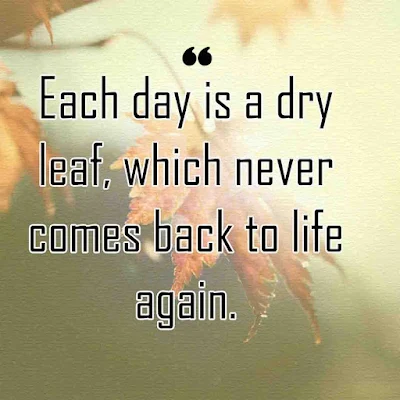 Quotes about Leaf