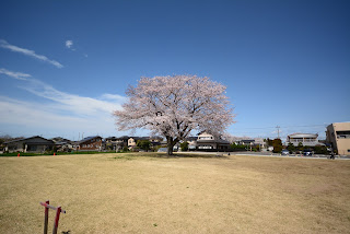 額田コミュニティ広場の桜