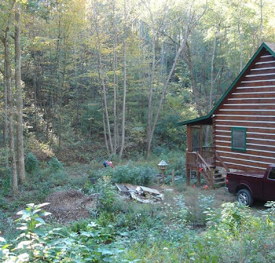 Weed growth after tree cutting in the woods