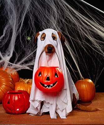disfraces de halloween para perros fantasma