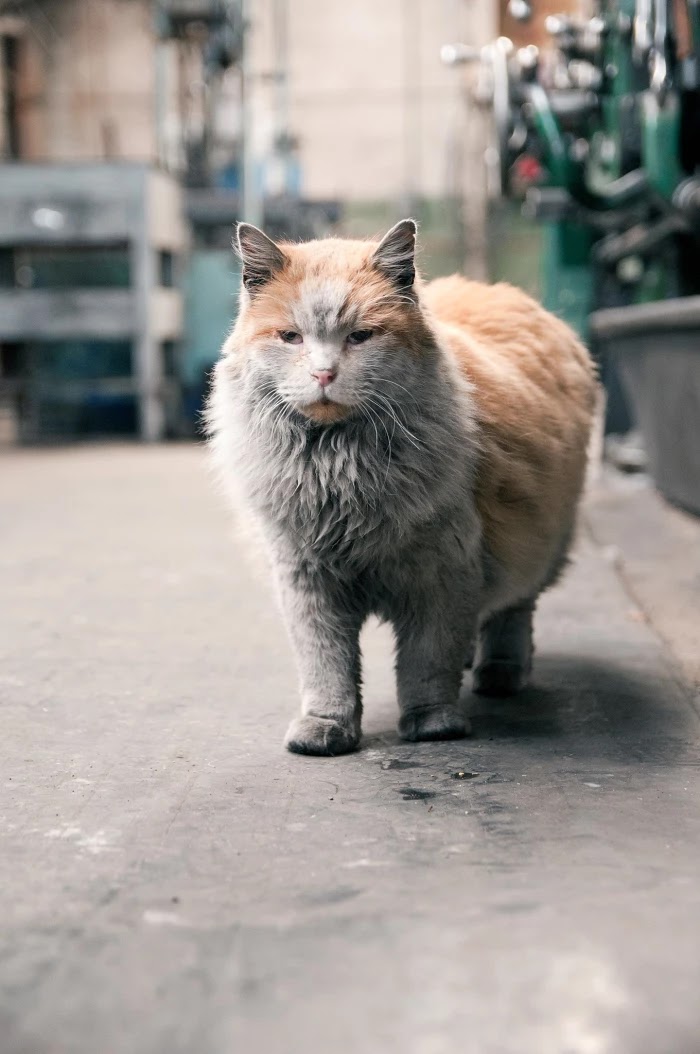 Meet Dirt, The Adorable Nevada Railway Cat That Always Looks Dirty