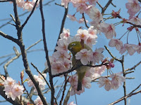 ふじ桜の枝でメジロが小首をかしげる光景をみた！