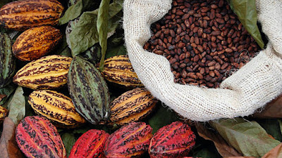 dinamika-harga-biji-kakao-strategi-menghadapi-peningkatan-ekonomi-global