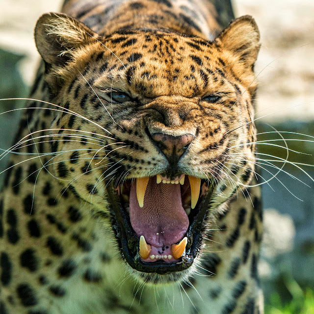 Roar African Male Leopard (Panthera pardus)