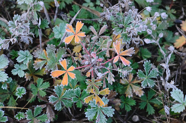 Frost Over Small Plants and Weeds in Kaszuby, Ontario, Canada