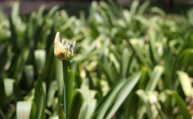 African Lily Flowers Pictures