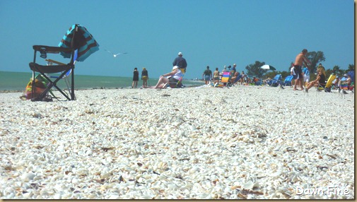 Sanibel Shell and birds_183