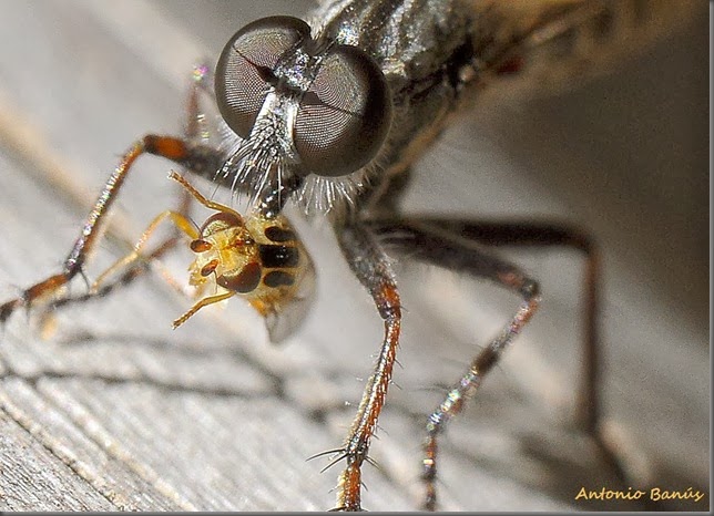 8 ASILIDAE_DSC3818X1