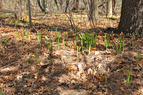 day lilies emerging: March 24, 2012