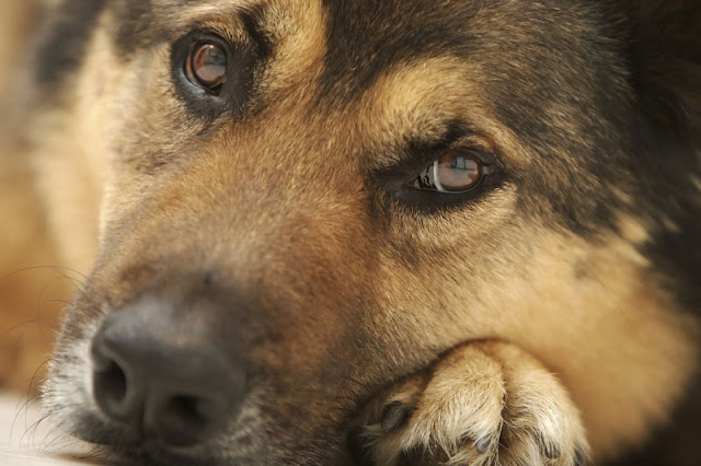 Homeless youth with pets are less depressed than those without. Photo shows close-up of adog's face