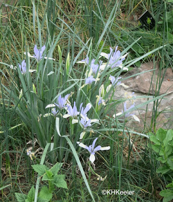 Iris lactea, from China