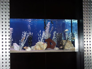 cool Fish tank