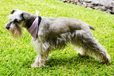 Cesky Terrier Dog Breed