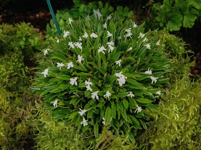 Cadetia chionantha care and culture