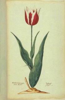 botanical illustration of Tulip 'Lac van Rijn'