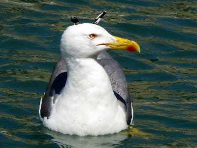 Gull, Frenchmen's Canal, Livorno