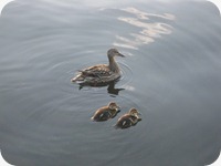IMG_2584