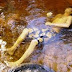 Homem é encontradom boiando nas águas do Rio Piancó