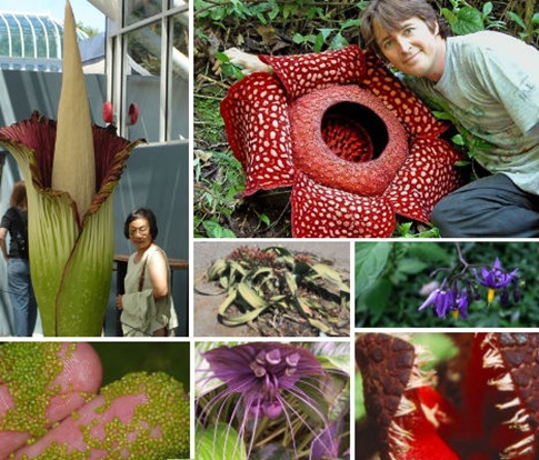 7 Wonders of the Plant World Bizarre Blooms