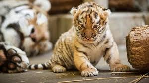 Baby Tiger Wallpapers