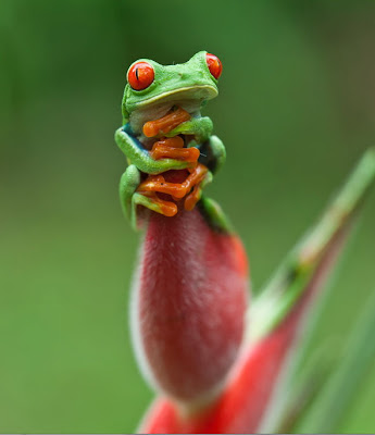 Fotografía de rana venenosa by Menno Dekker