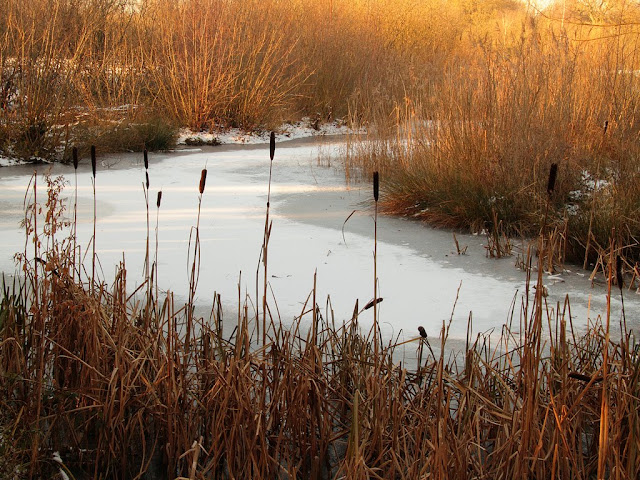 Ice covered with snow surrounded by golden reeds and bulrushes