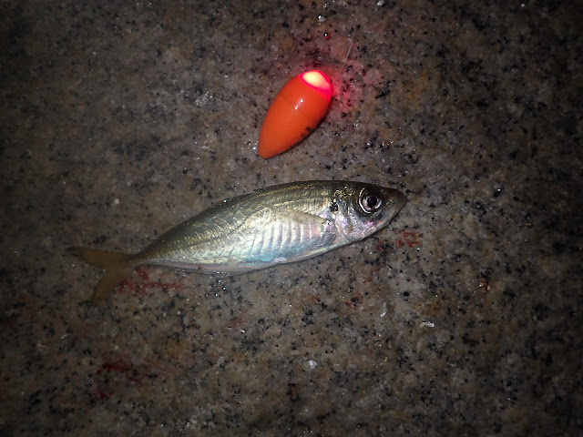 カレイの前にメバルの夜釣り（林崎海岸）