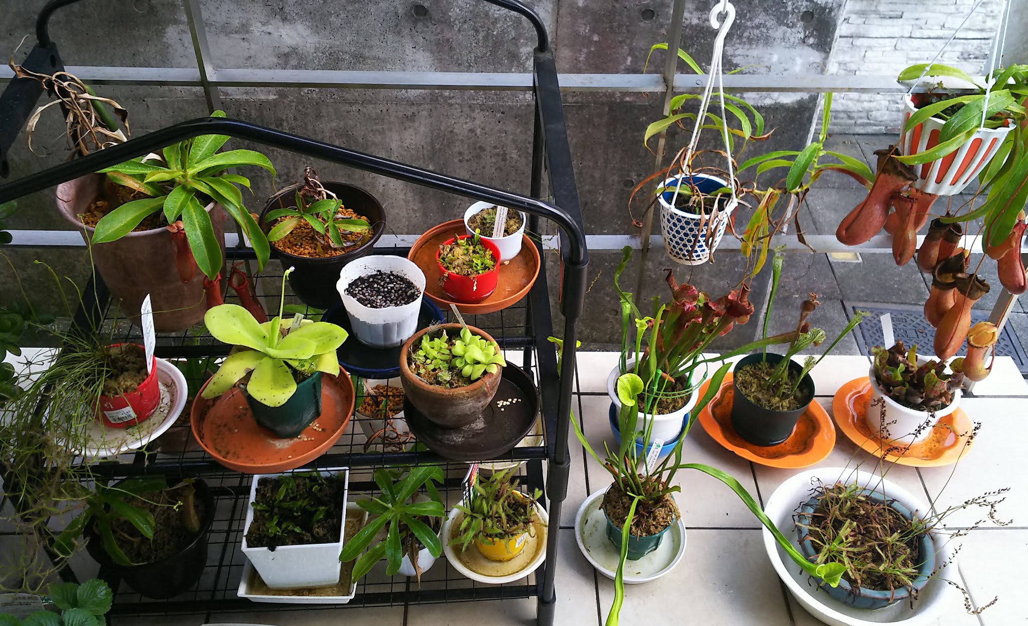 食虫植物の育て方 食虫植物を育てるのにあると良い便利なもの