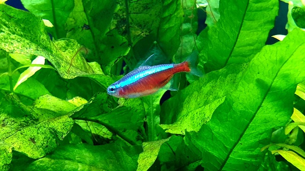 How to setup a fish tank for Cardinal Tetras?